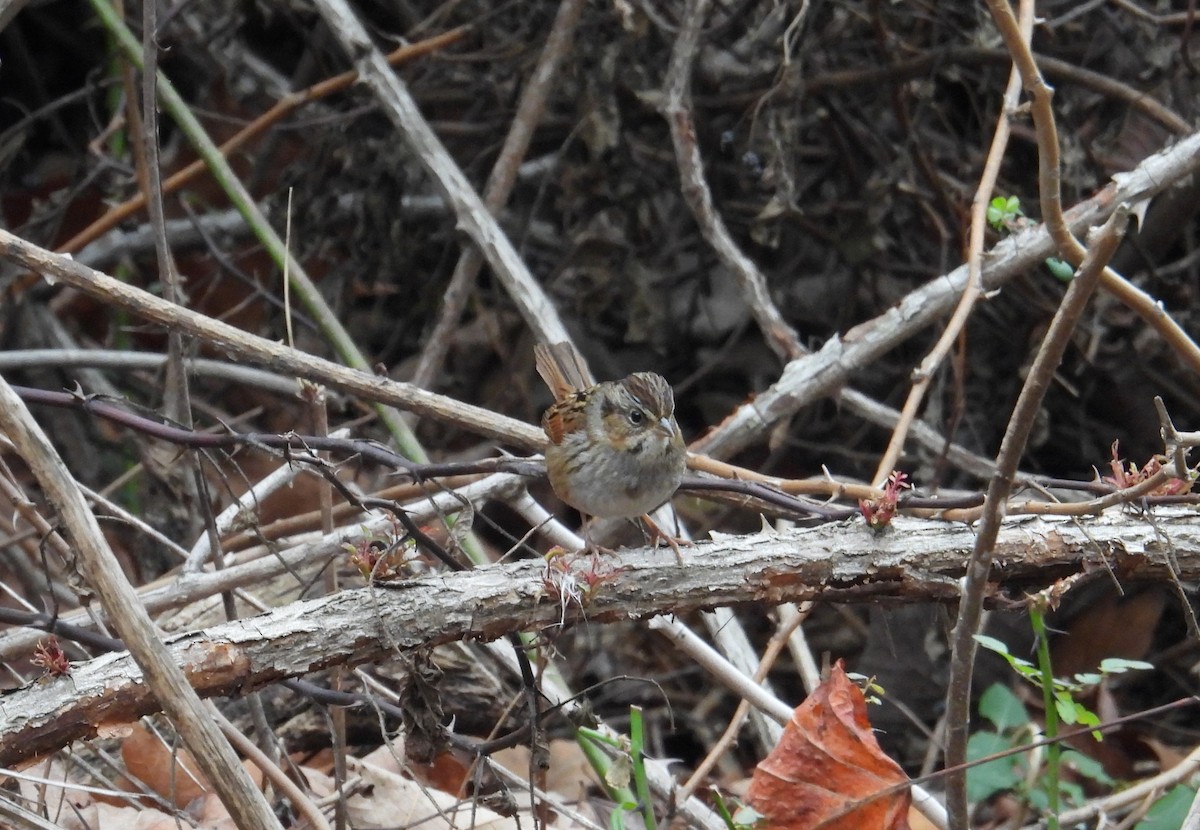 Swamp Sparrow - ML645614290