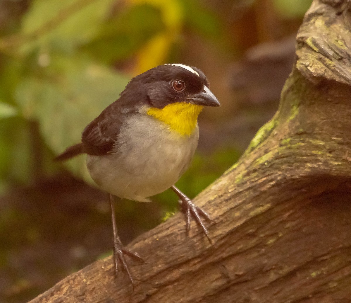 White-naped Brushfinch - ML645614291