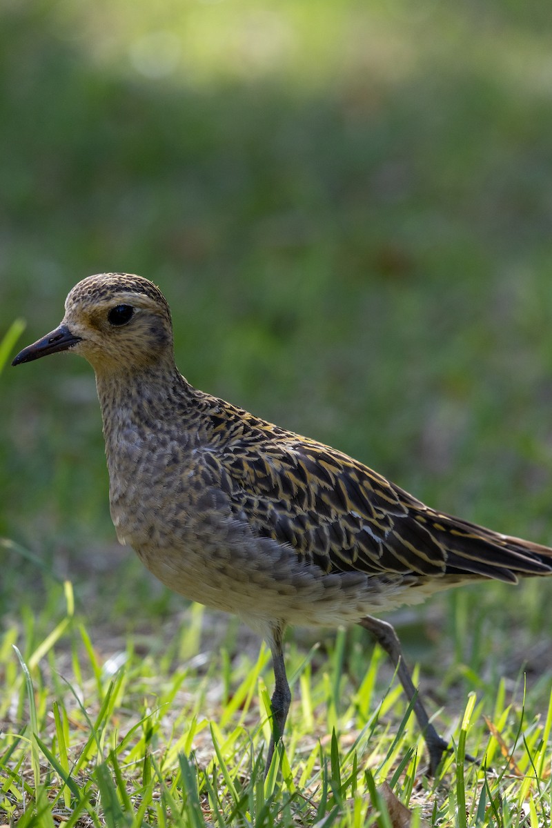 Pacific Golden-Plover - ML645614292