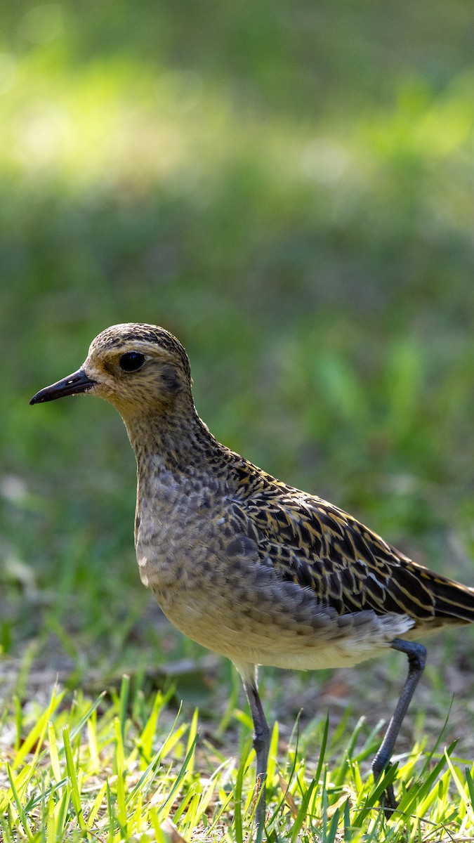 Pacific Golden-Plover - ML645614294