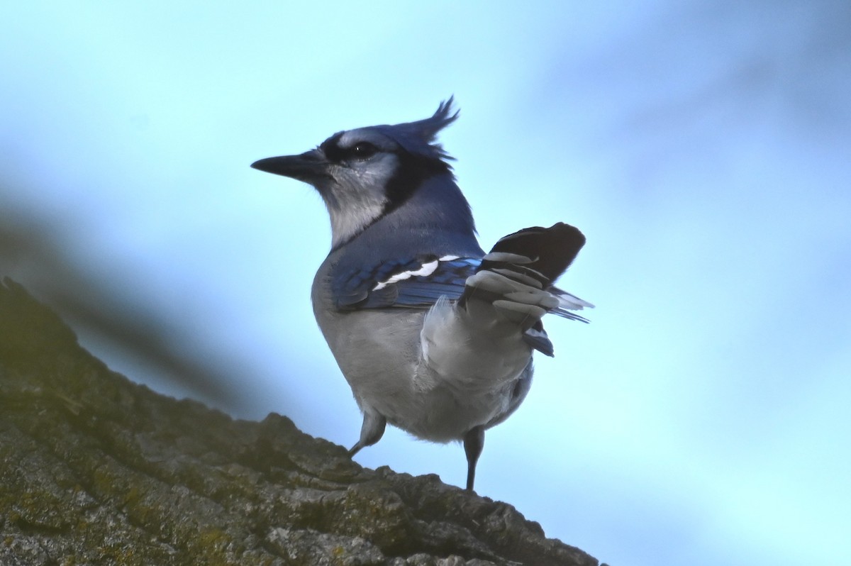 Blue Jay - ML645614296