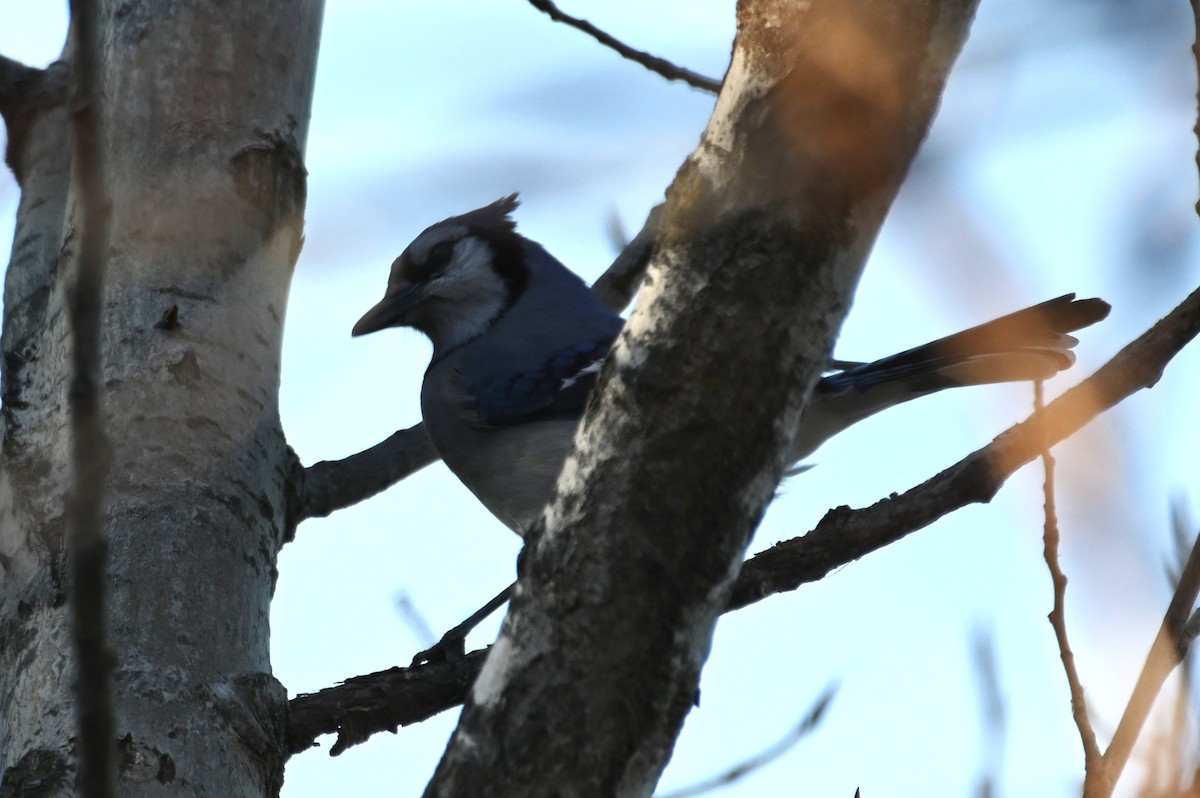 Blue Jay - ML645614297
