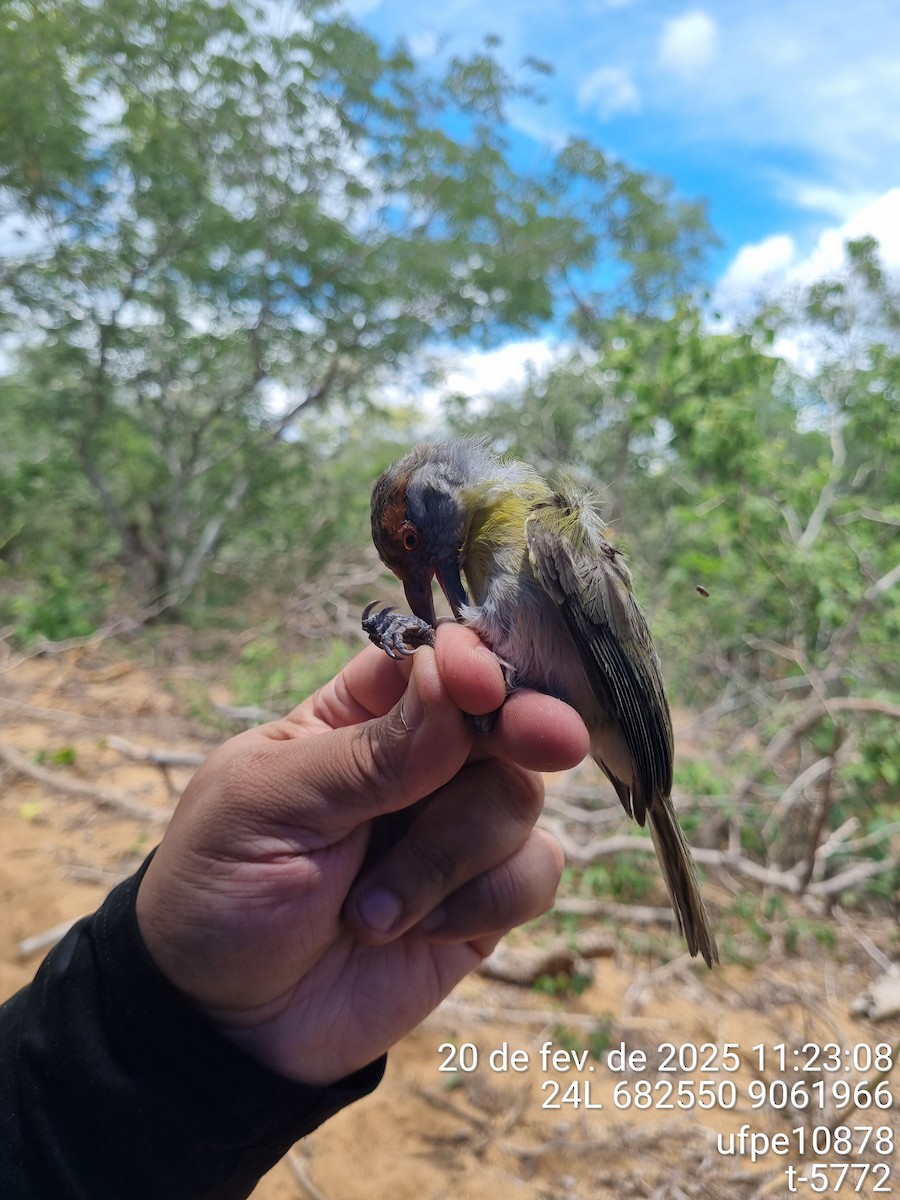 Rufous-browed Peppershrike - ML645614298