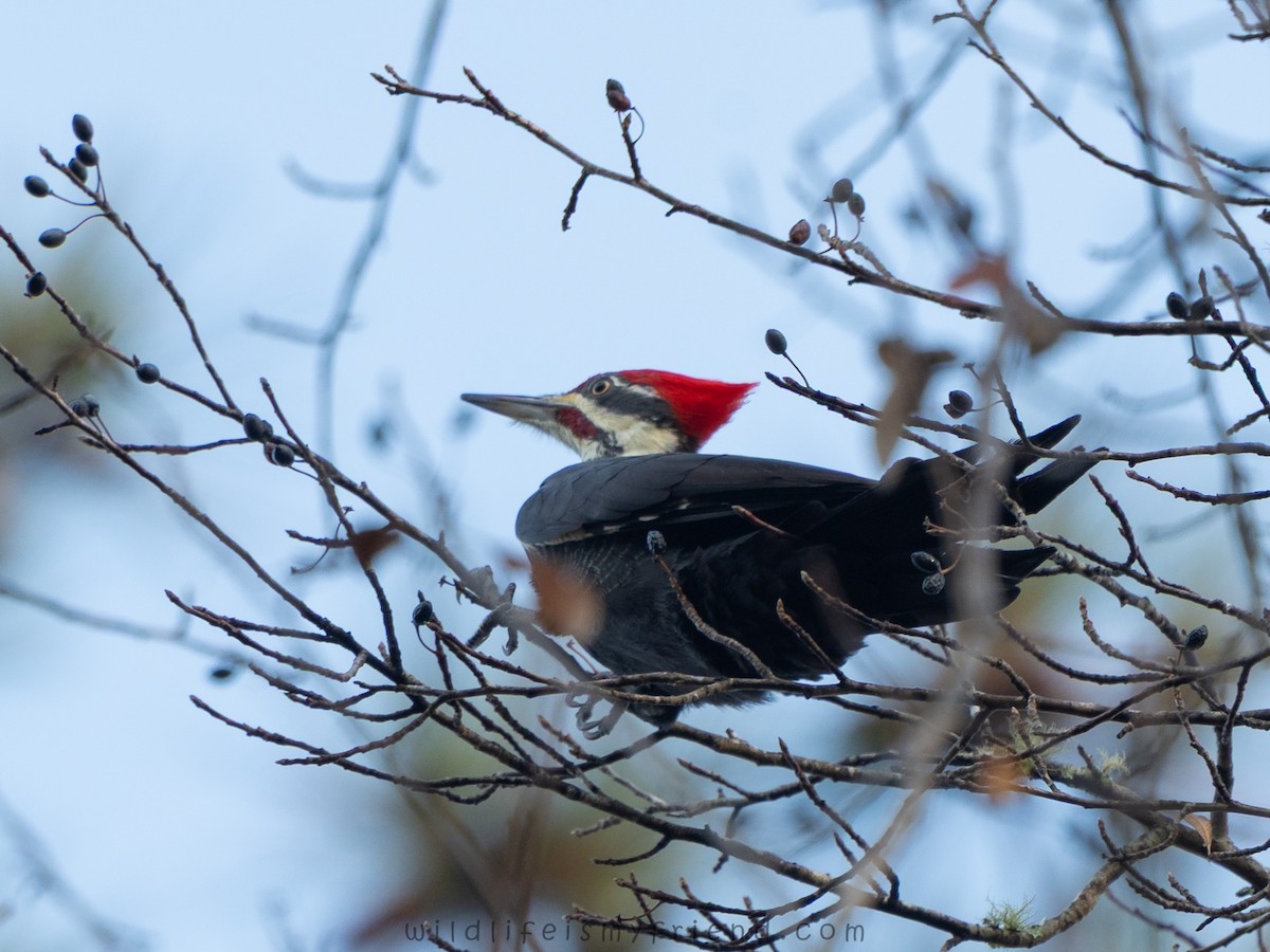 Pileated Woodpecker - ML645614299
