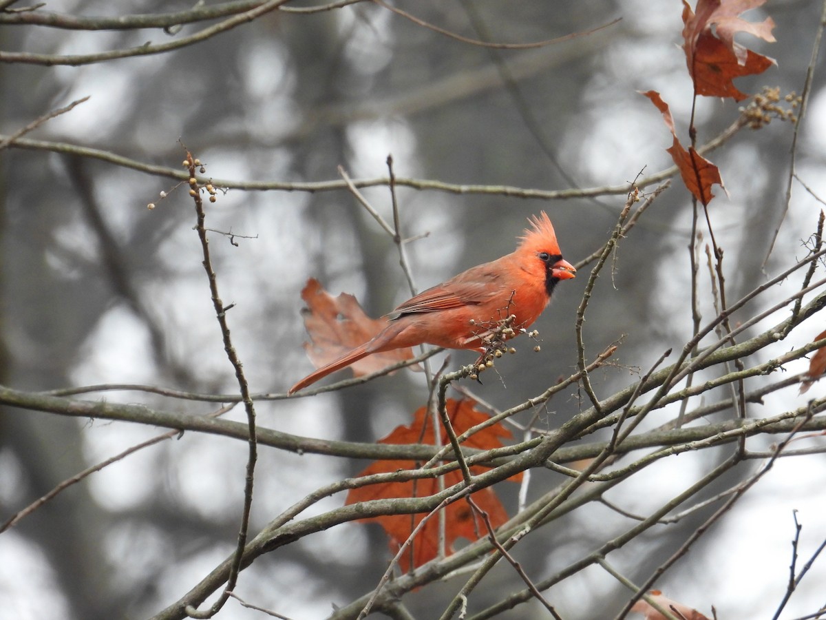 Northern Cardinal - ML645614300