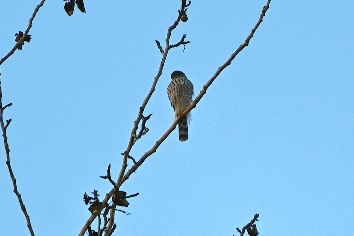 Sharp-shinned Hawk - ML645614301