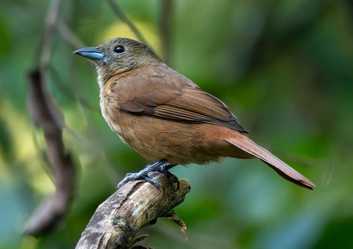 Ruby-crowned Tanager - ML645614302