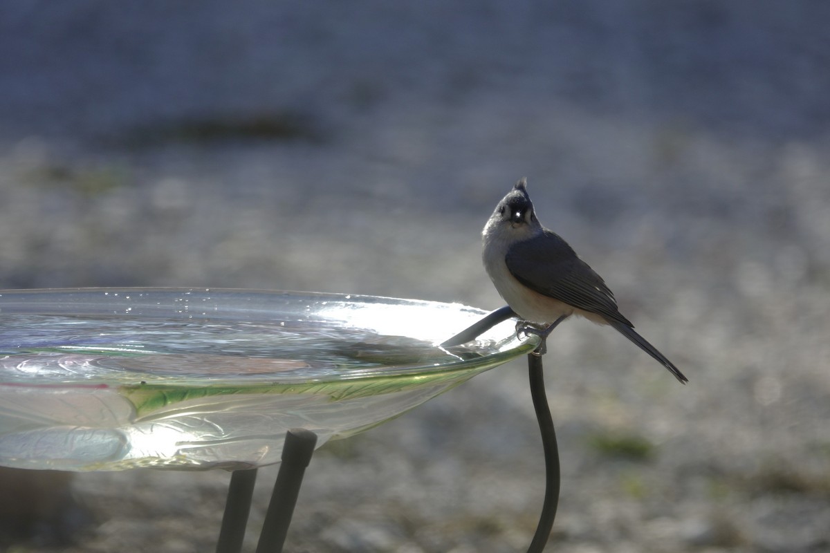 Tufted Titmouse - ML645614305