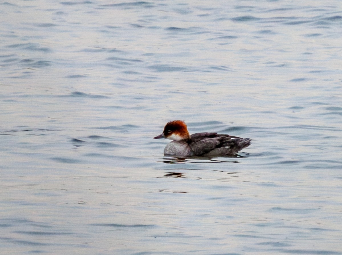 Smew - ML645614307