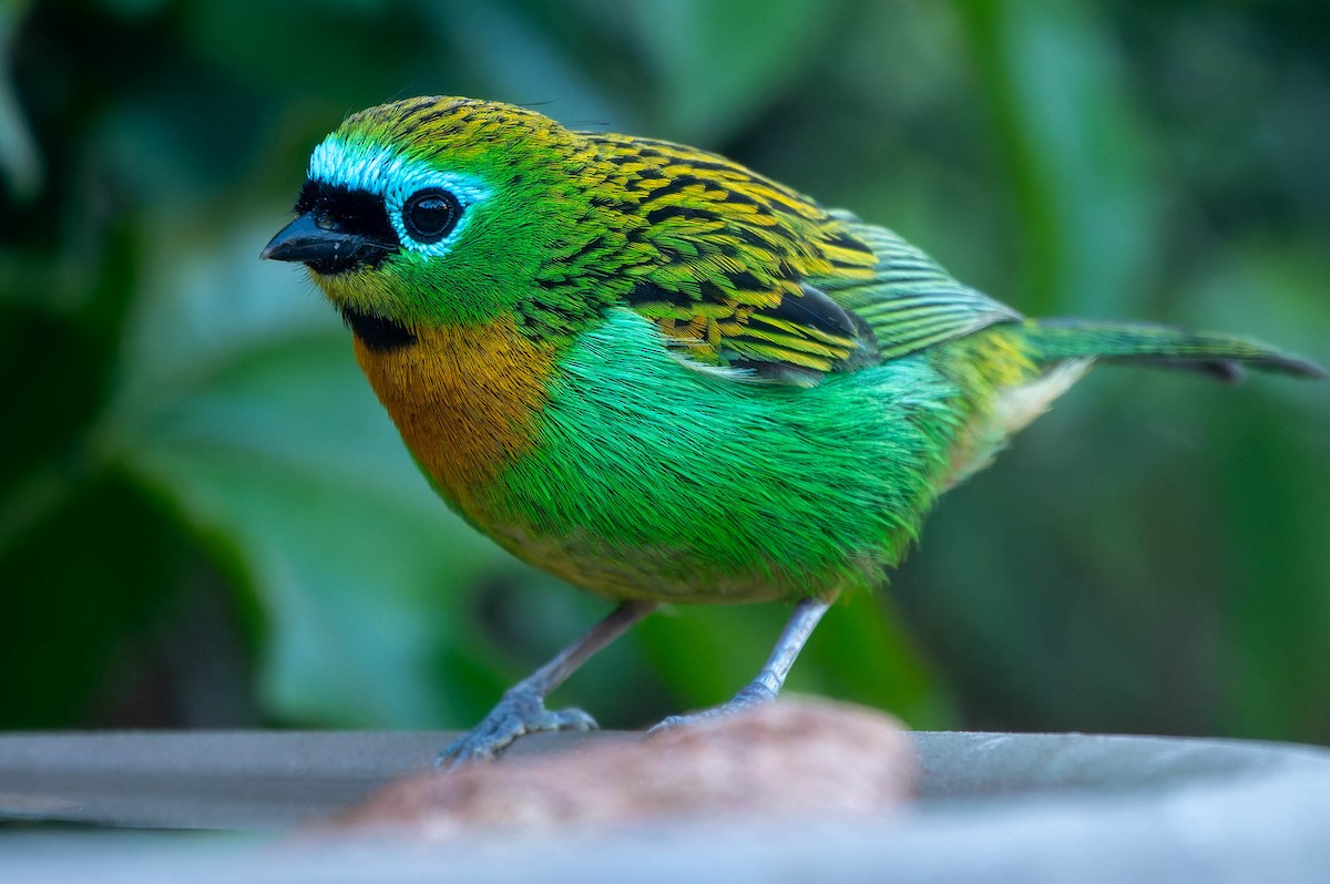 Tangara de Desmarest - ML645614312