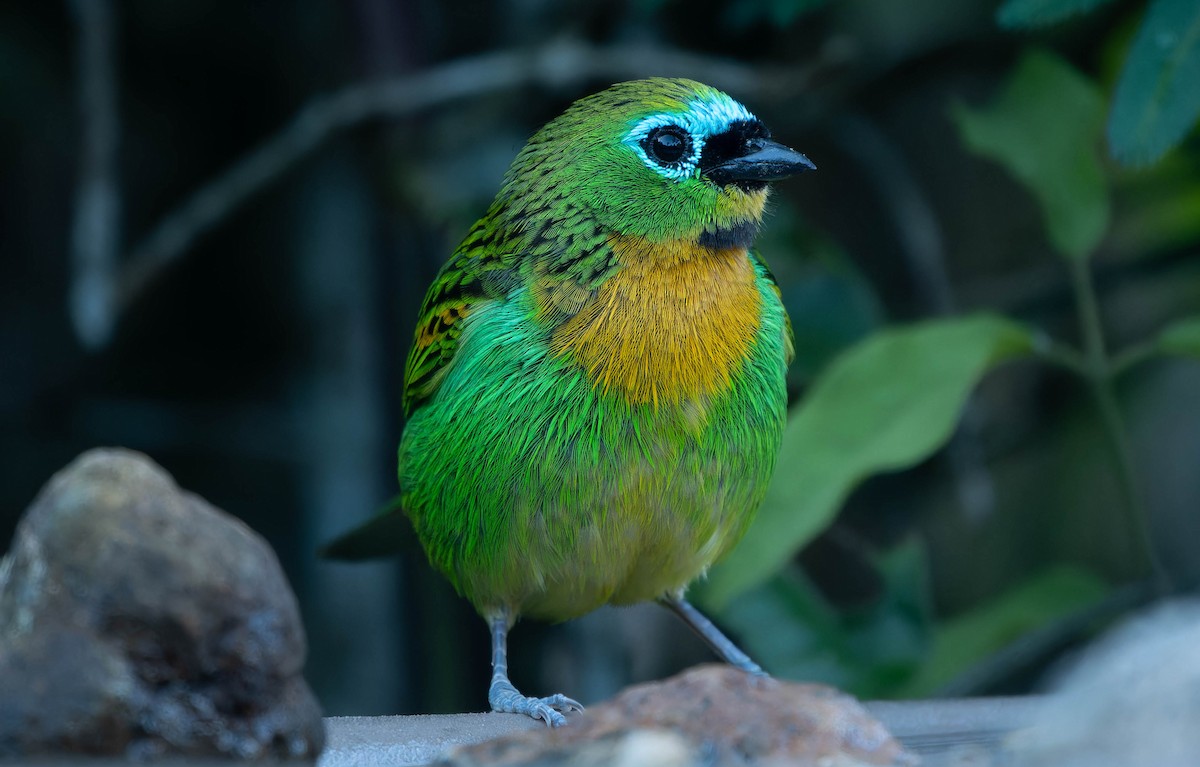 Tangara de Desmarest - ML645614313