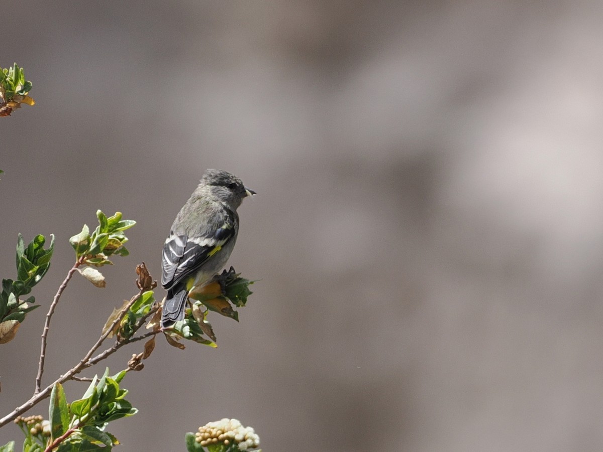 čížek jihoamerický - ML645614315