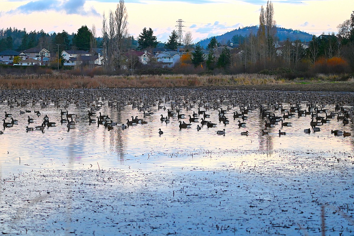 小加拿大雁 - ML645614316