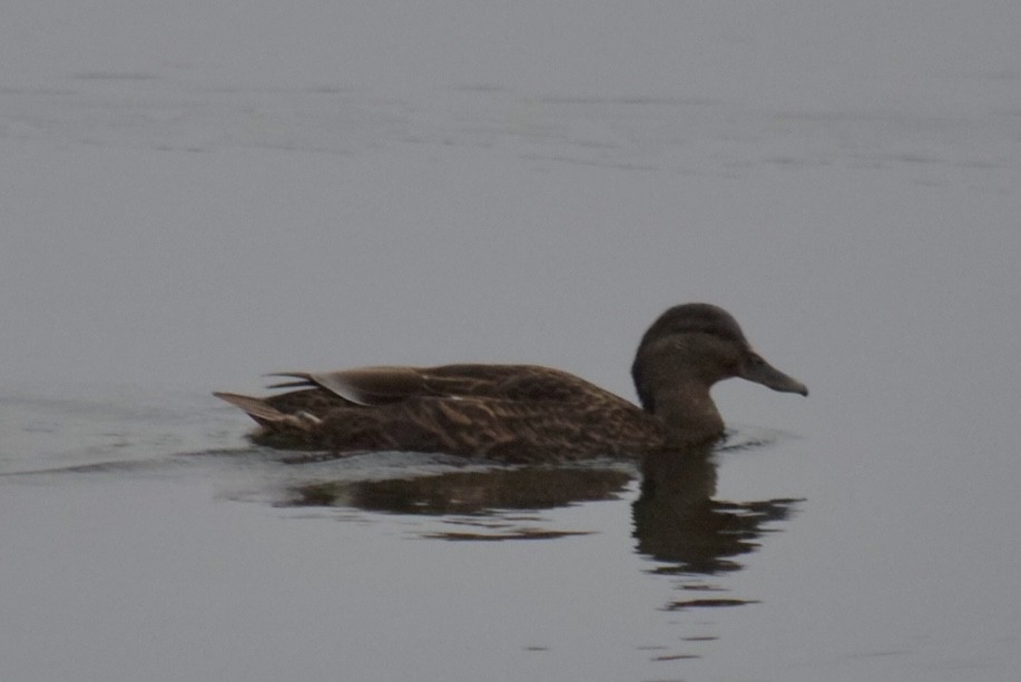 Крижень американський - ML645614319