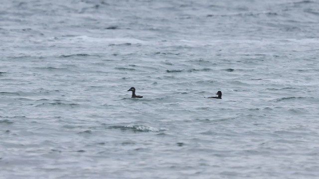 Surf Scoter - ML645614326