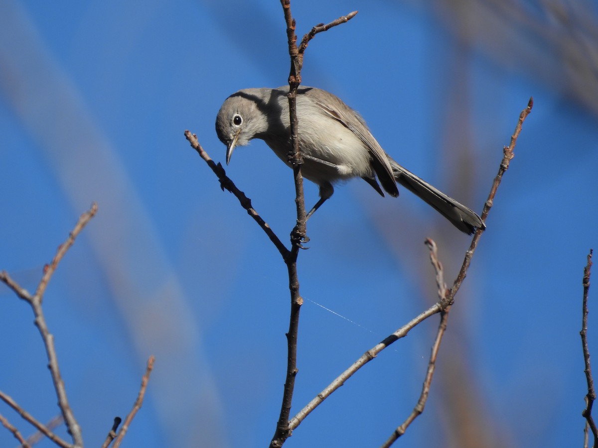 Blue-gray Gnatcatcher - ML645614327