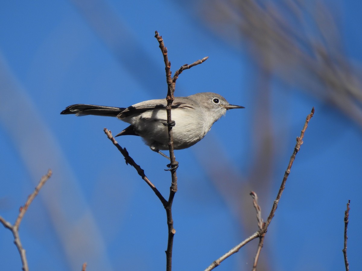 Blue-gray Gnatcatcher - ML645614329