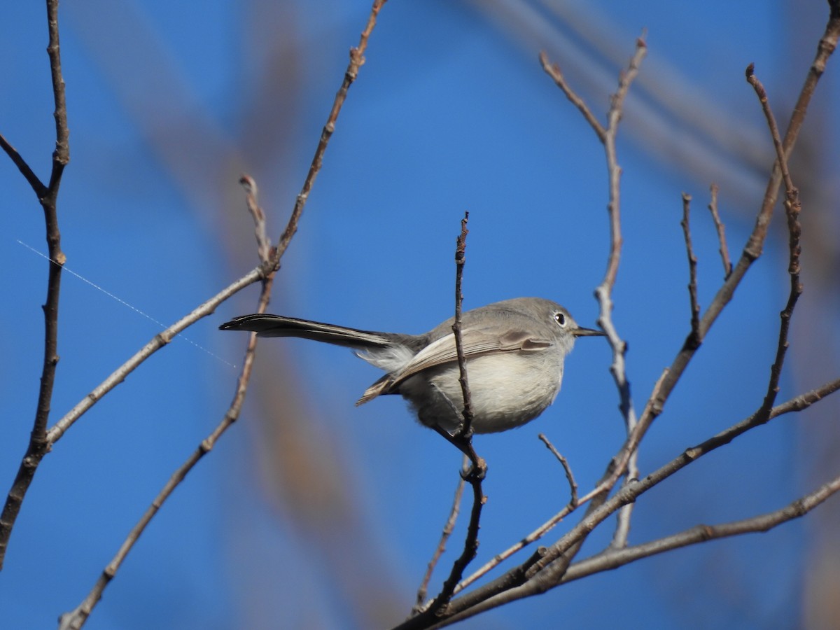 Blue-gray Gnatcatcher - ML645614330