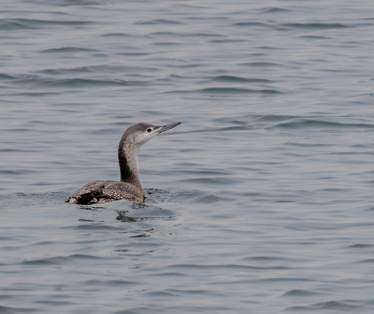 Red-throated Loon - ML645614340