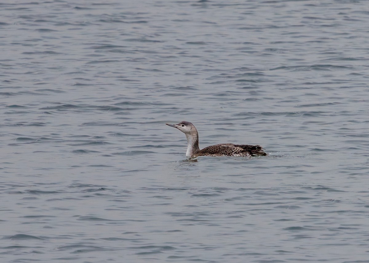 Red-throated Loon - ML645614341