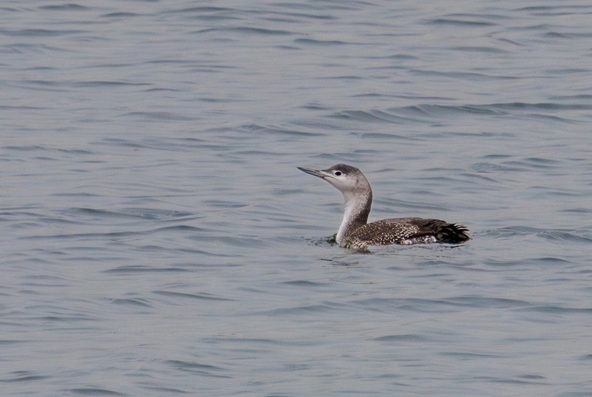 Red-throated Loon - ML645614342
