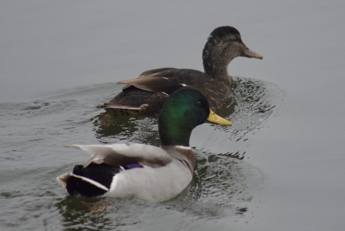 Крижень звичайний х американський - ML645614343