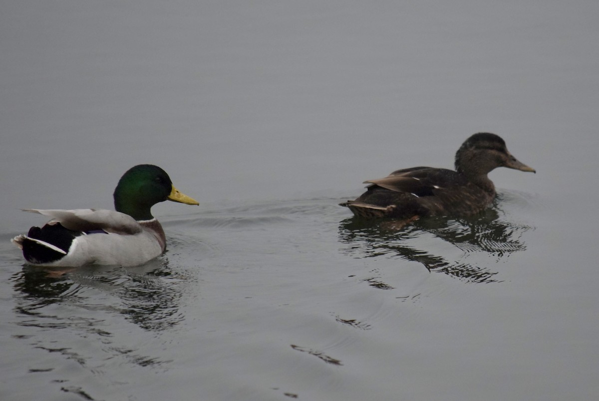 Крижень звичайний х американський - ML645614344