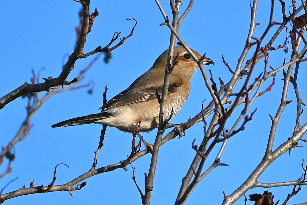 Northern Shrike - ML645614345