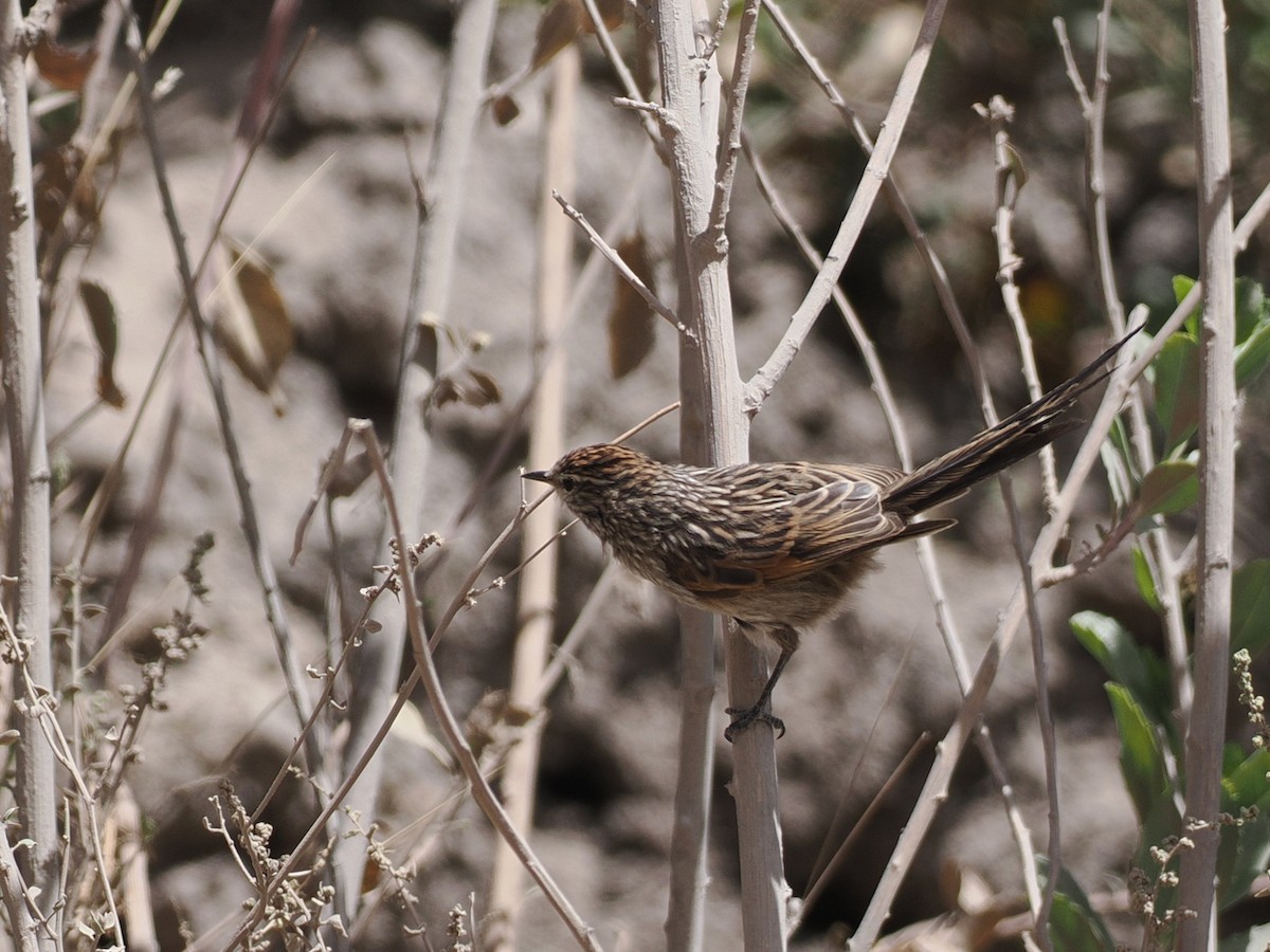 Сікора світлогорла - ML645614351