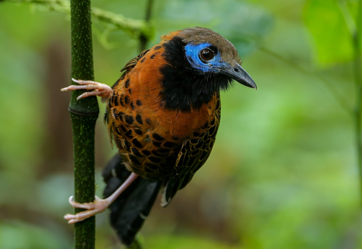 Ocellated Antbird - ML645614370