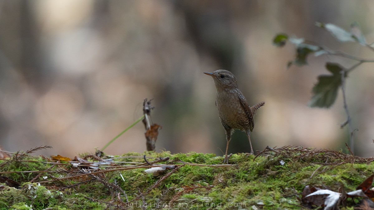 Winter Wren - ML645614375