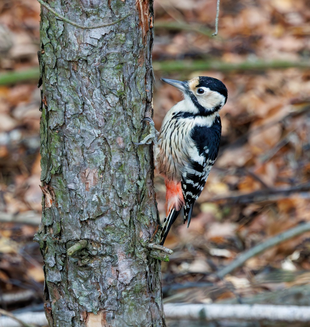 White-backed Woodpecker - ML645614380