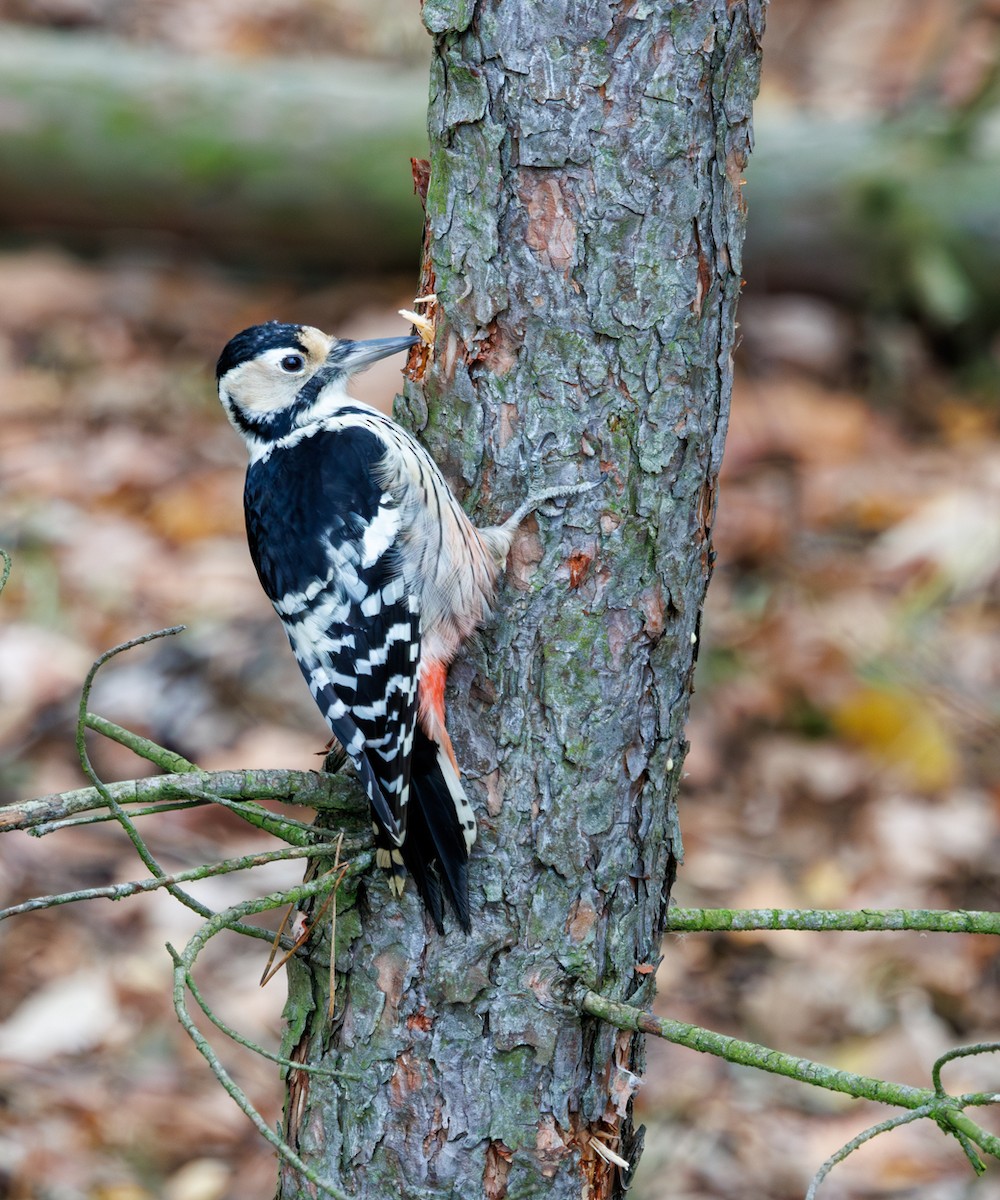 White-backed Woodpecker - ML645614381