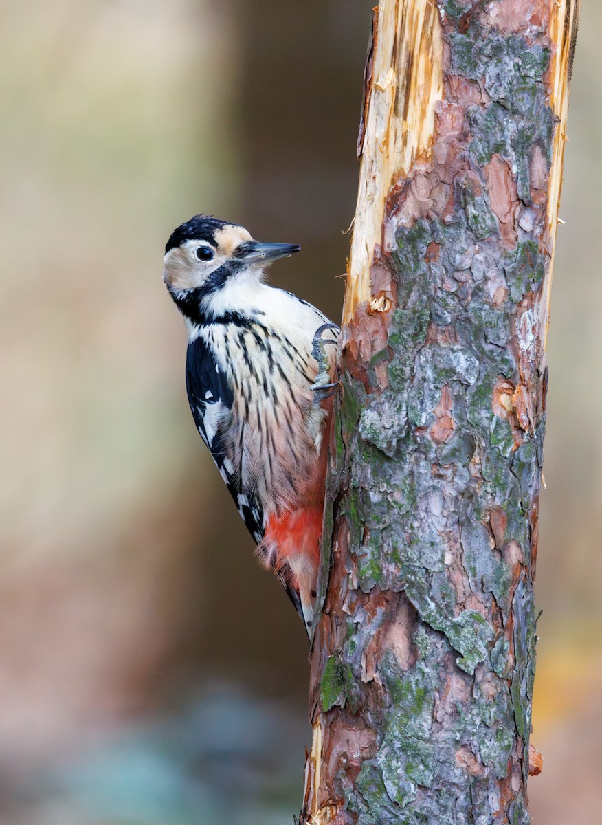 White-backed Woodpecker - ML645614382