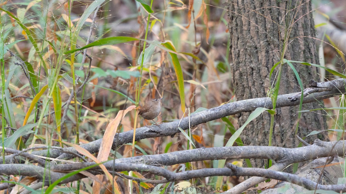 Winter Wren - ML645614392