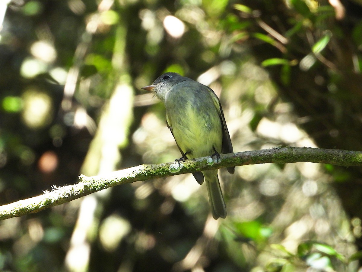 Hammond's Flycatcher - ML645614394