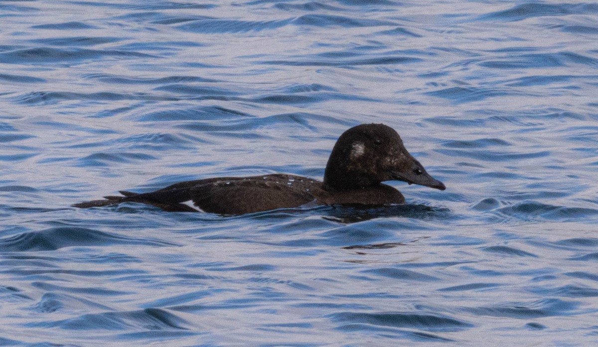 Ahatebeltz hegalzuri amerikarra - ML645614439