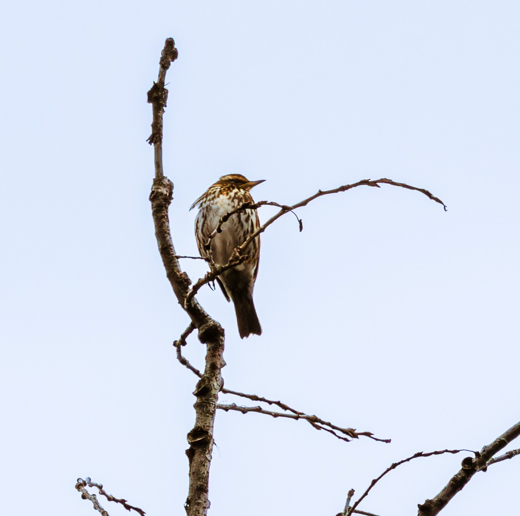 Redwing - ML645614453