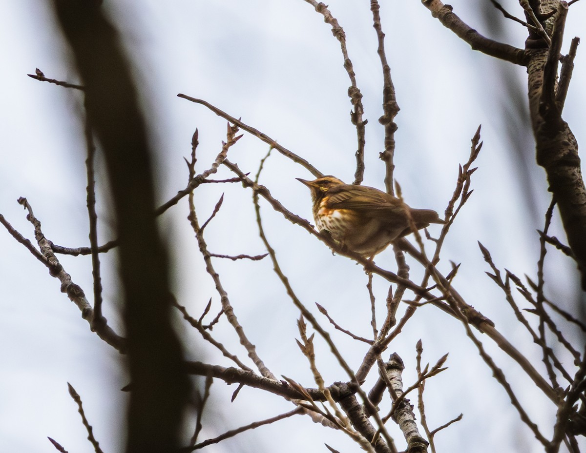 Redwing - ML645614454