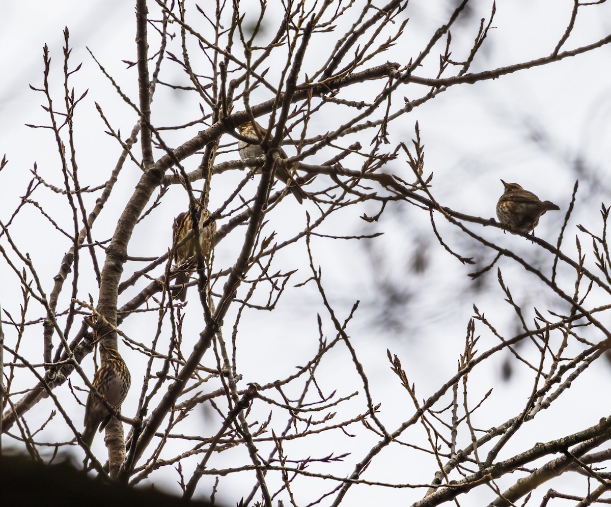 Redwing - ML645614455