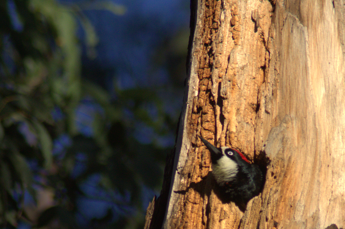 Acorn Woodpecker - ML645614463