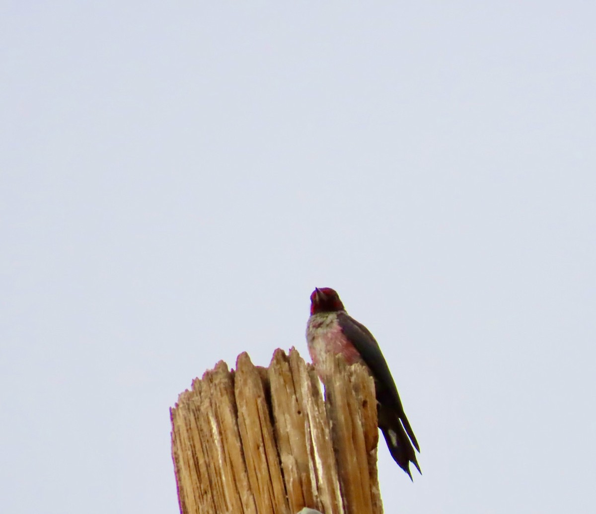 Blutgesichtspecht - ML645614474