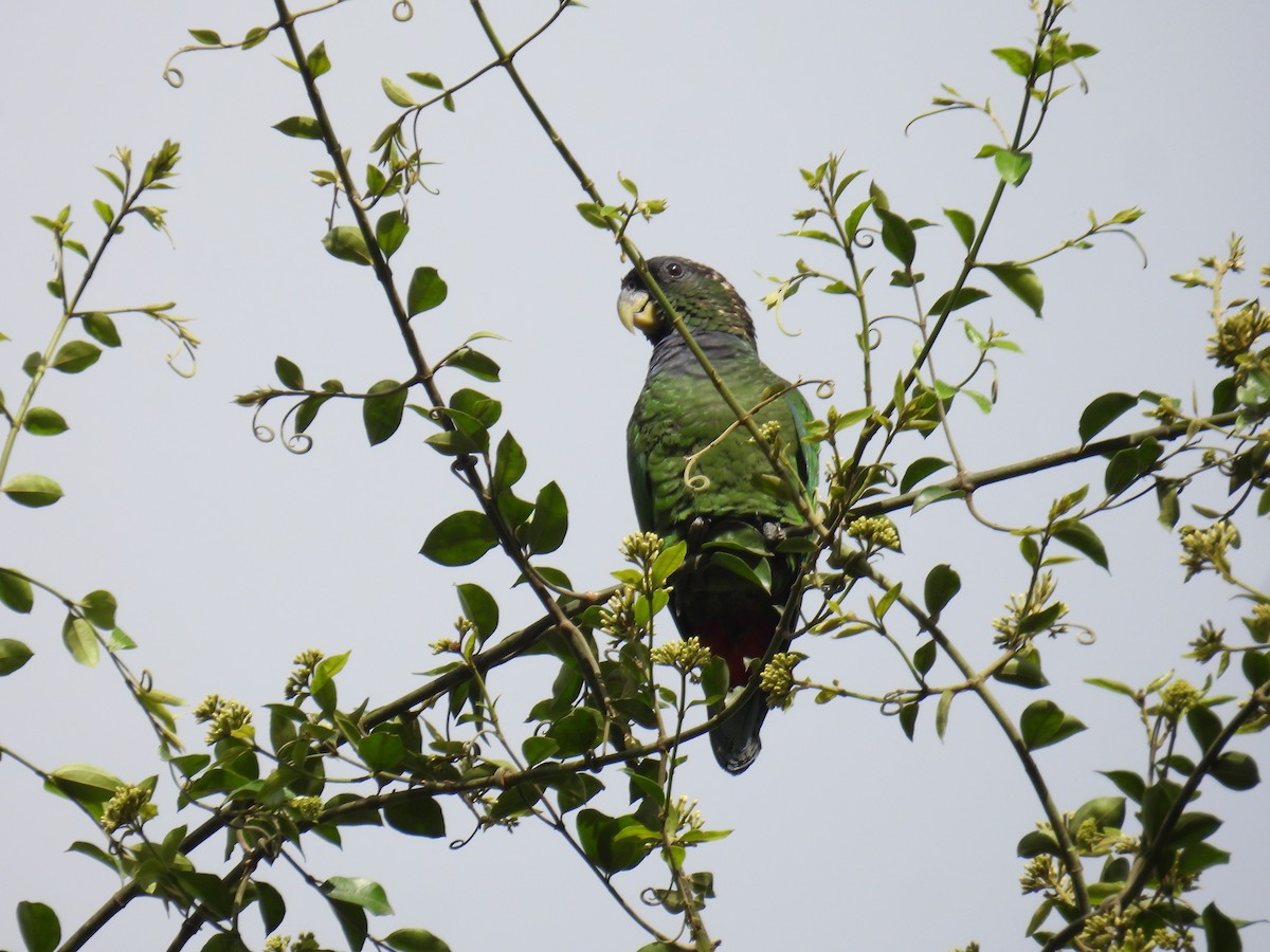 Scaly-headed Parrot - ML645614477