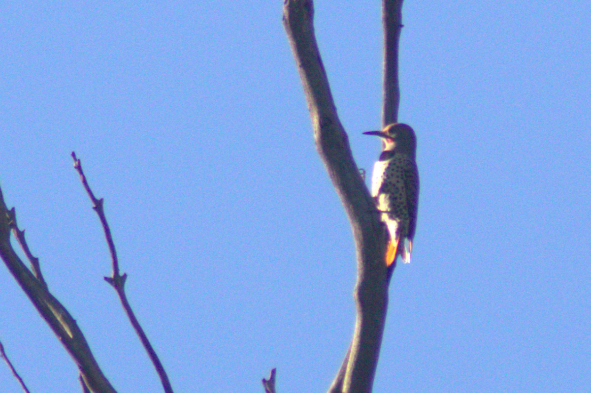 Northern Flicker - ML645614479