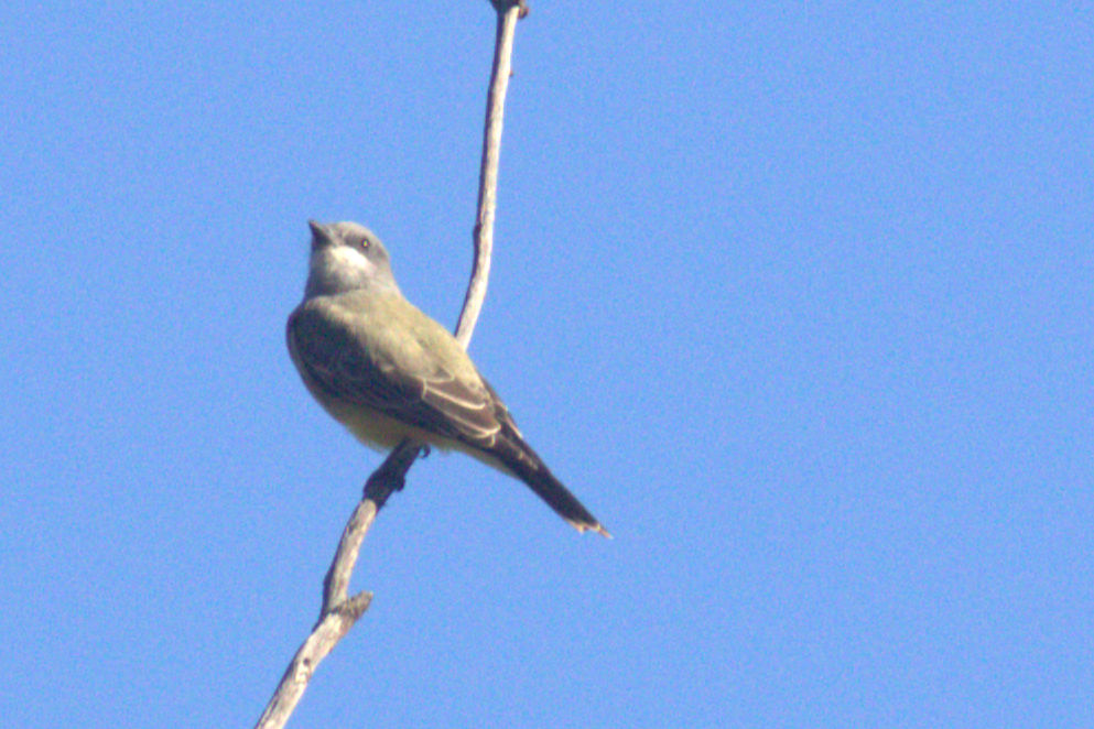 Cassin's Kingbird - ML645614493