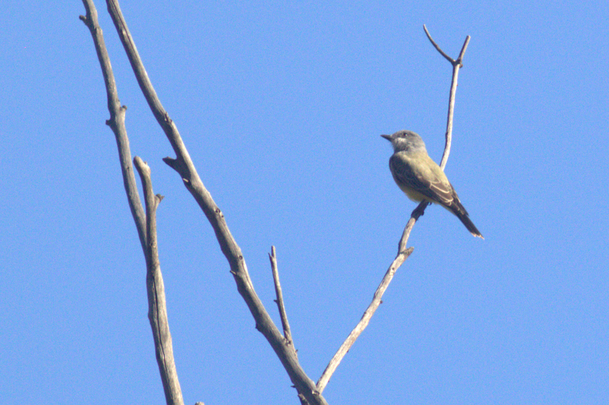 Cassin's Kingbird - ML645614494