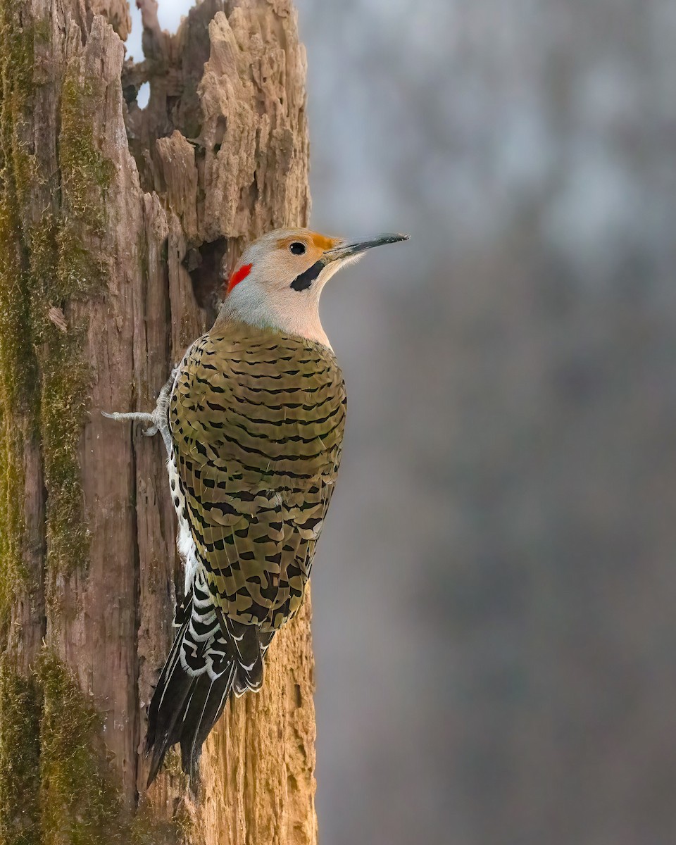 ハシボソキツツキ - ML645614496