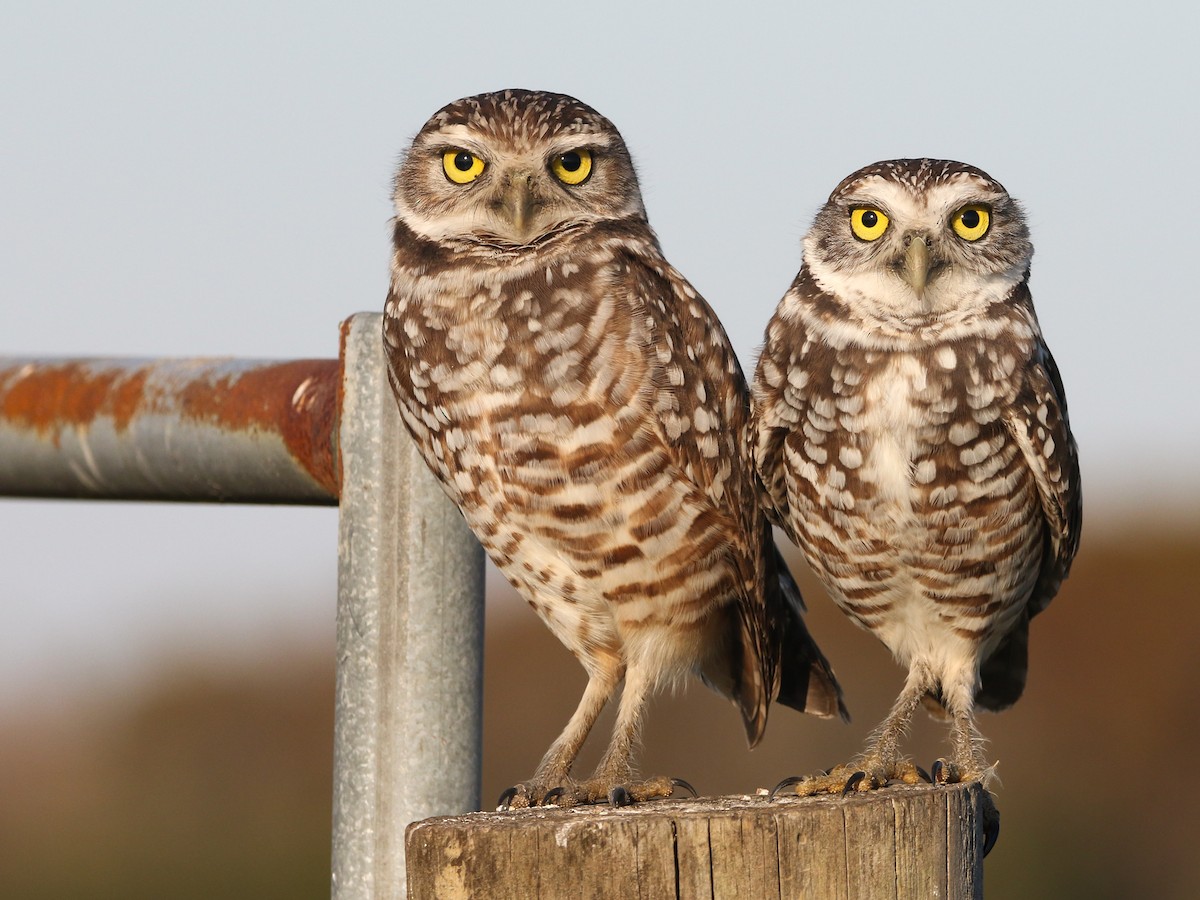 Burrowing Owl - ML645614502
