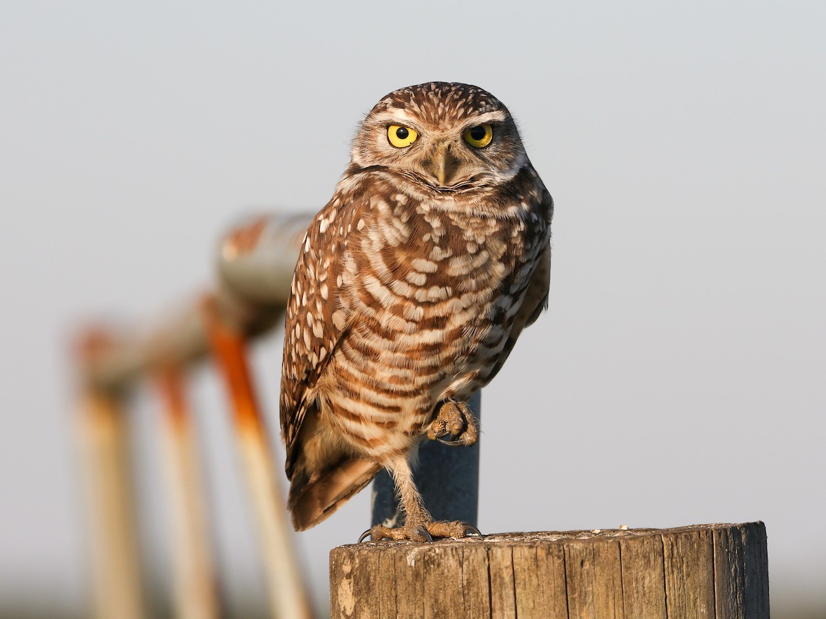 Burrowing Owl - ML645614503
