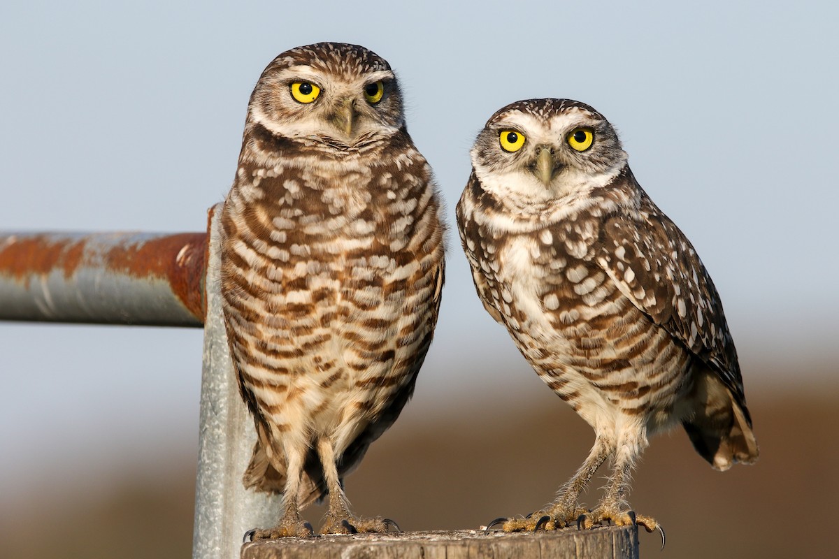 Burrowing Owl - ML645614504